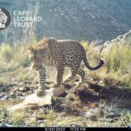 Leopard